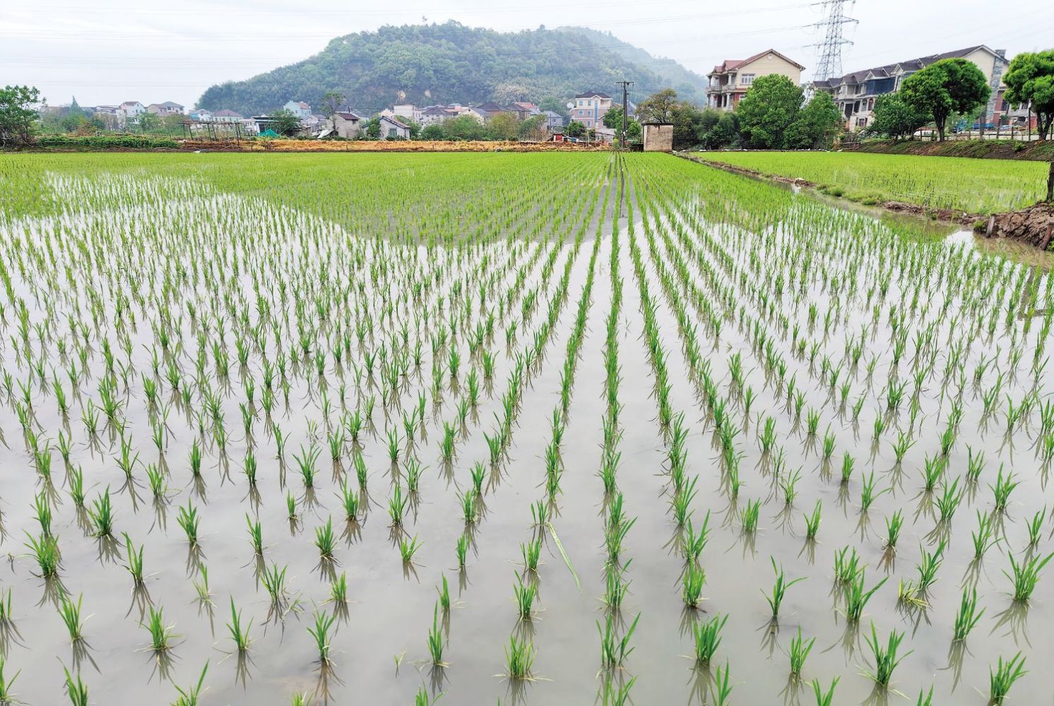 全市早稻播種達7萬畝，技術推廣助力農(nóng)業(yè)增效